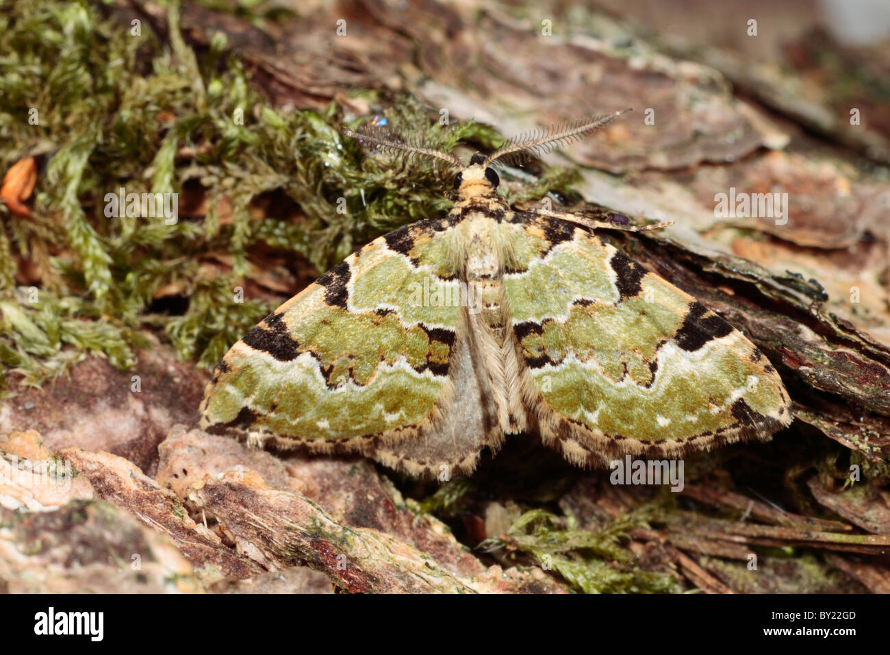 Green Carpet moth (Colostygia pectinataria). Powys, Wales. Stock Photo