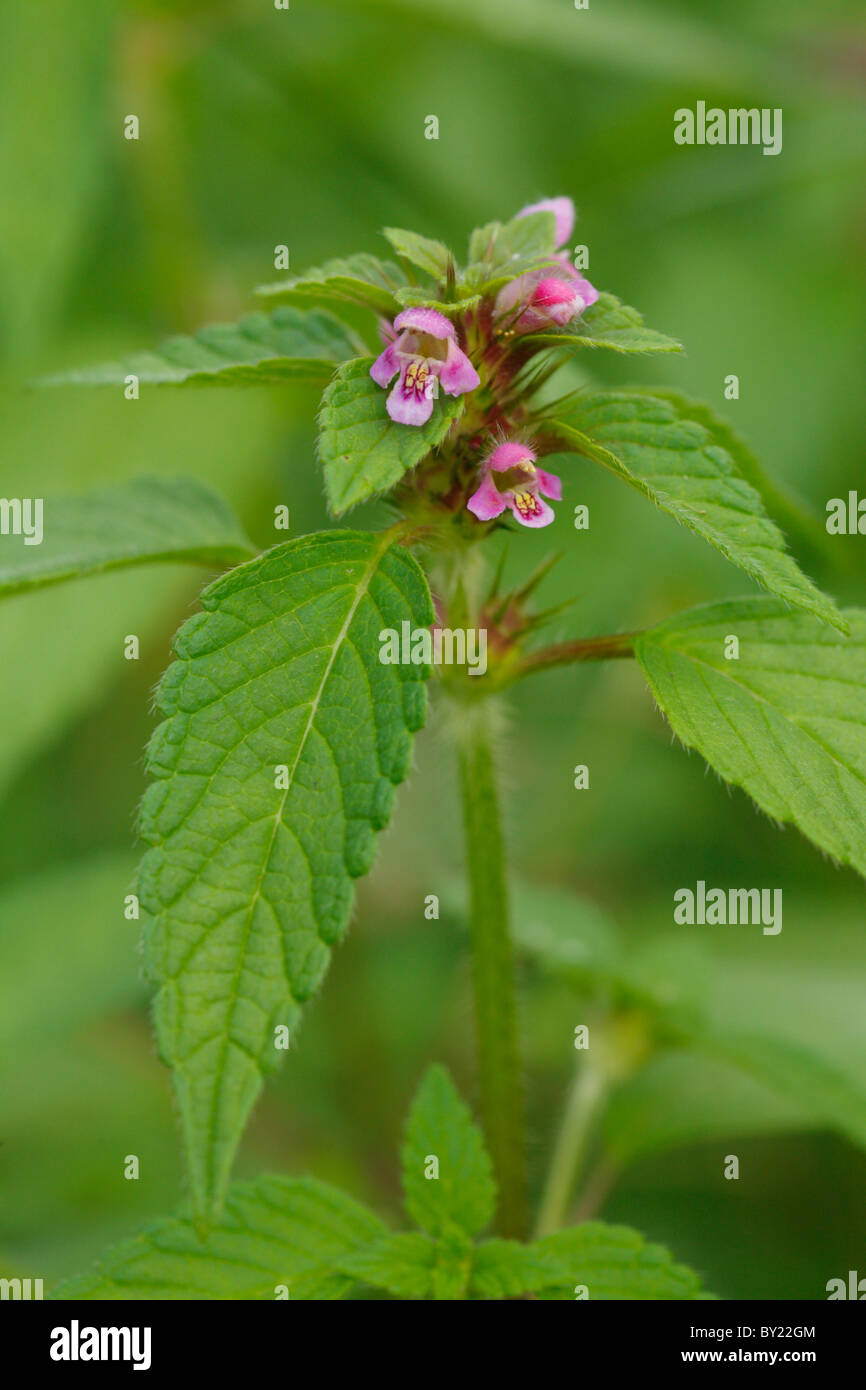 Flowers of a Hemp-nettle (Galeopsis sp.). On of a group of similar and variable species. Powys, Wales, UK. Stock Photo