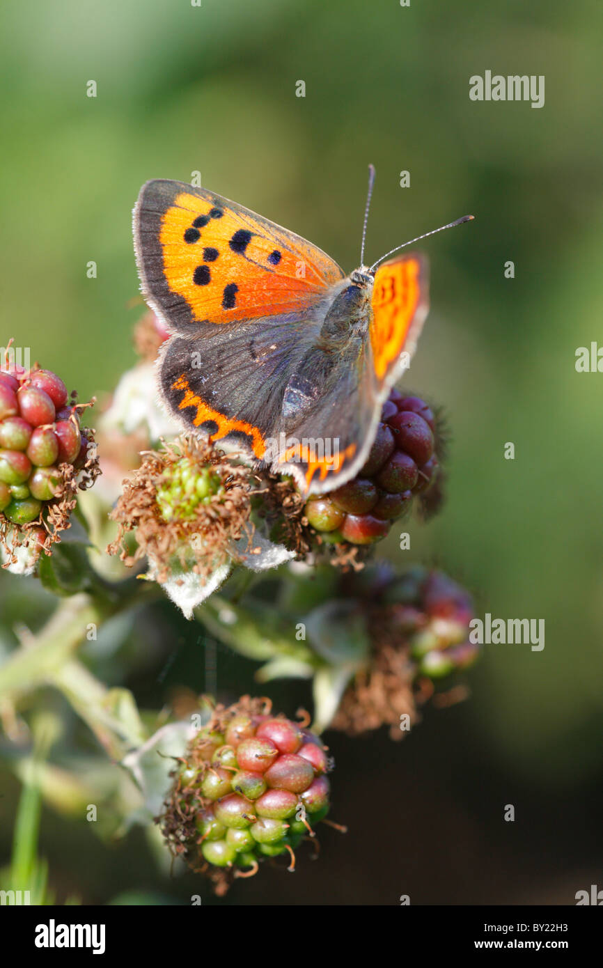 Small Copper butterfly (Lycaena phlaeas) basking on un-ripe blkackberries. Powys, Wales. Stock Photo