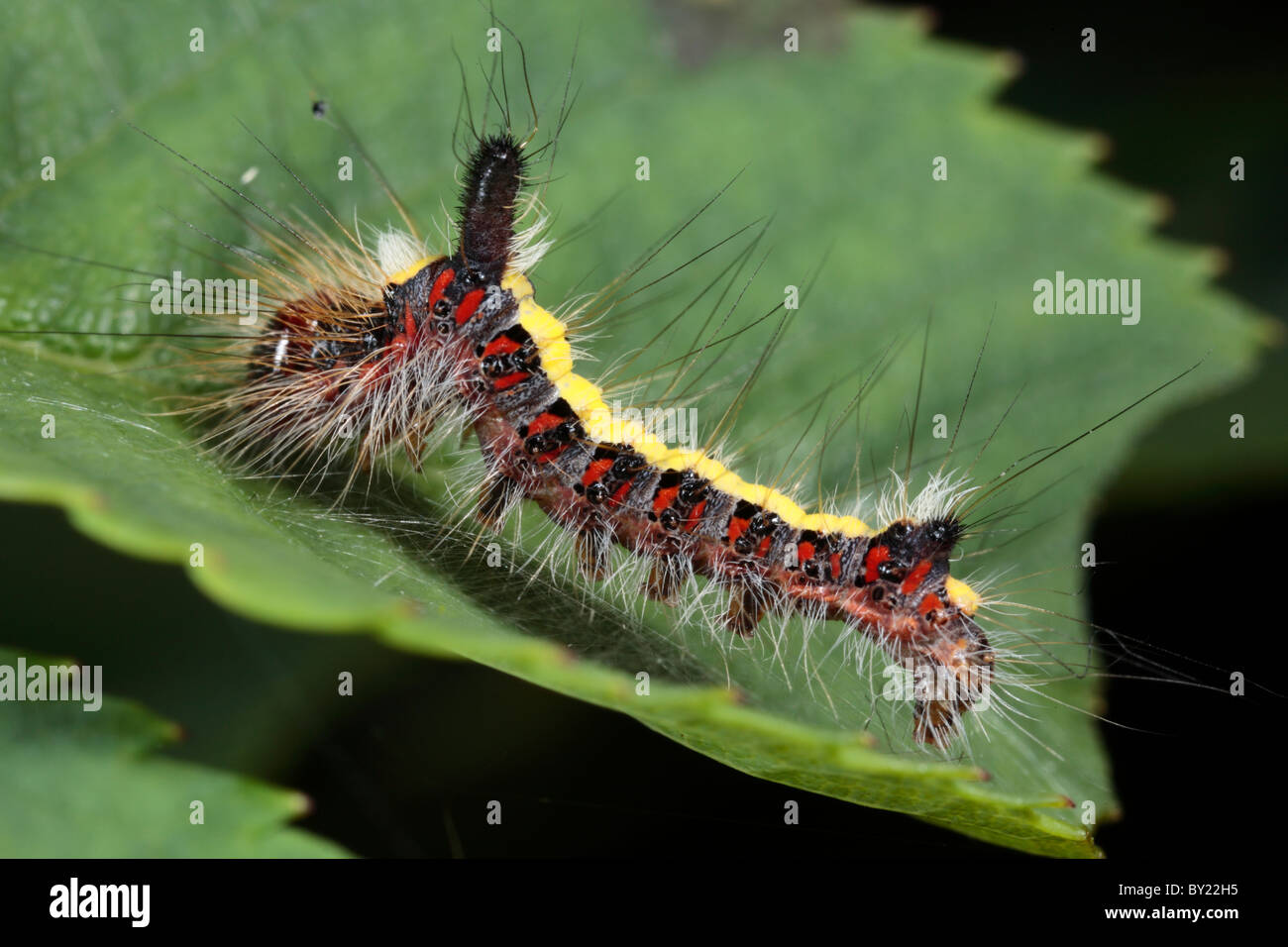 Larva of a Grey Dagger moth (Acronicta psi) on a rose leaf. Powys, Wales. Stock Photo