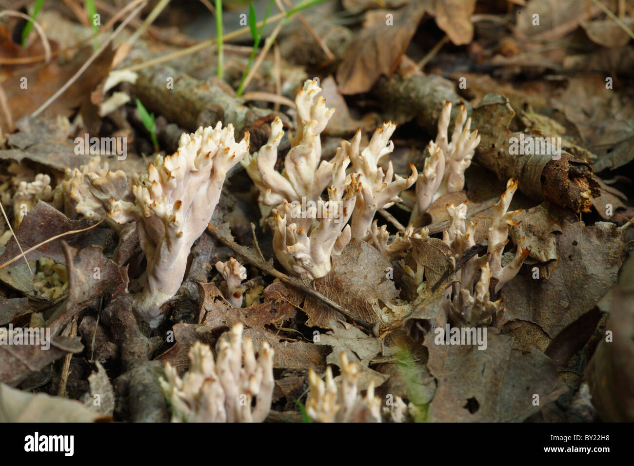 Coral fungi (Clavulinopsis sp.) in Oak woodland. Powys, Wales. Stock Photo