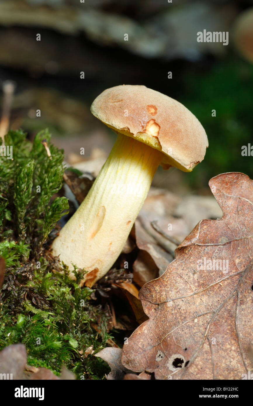 Iodine bolete (Boletus impolitus). Growing in oak woodland. Powys, Wales. Stock Photo