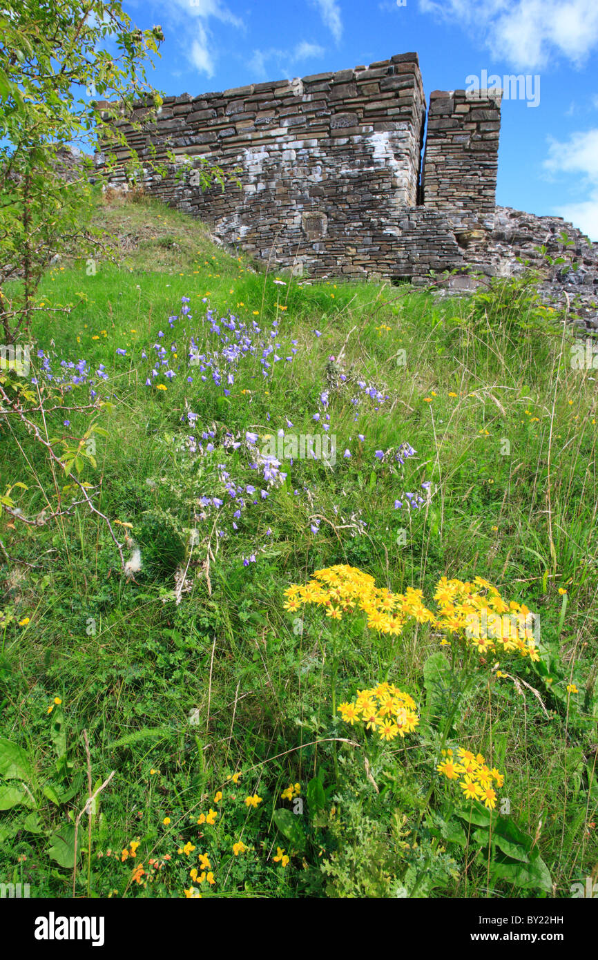 Wild flowers including Harebells (Campanula rotundifolia) and Common Ragwort (Senecio jacobaea). Powys, Wales. Stock Photo