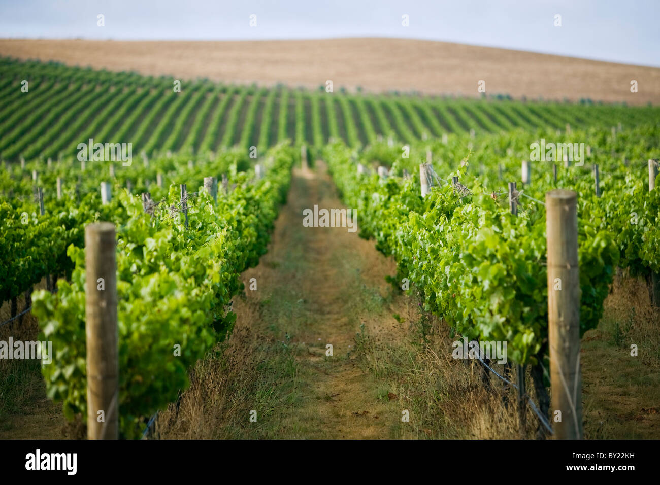Australia, Tasmania, Pipers River. Vineyard in the renowned Pipers