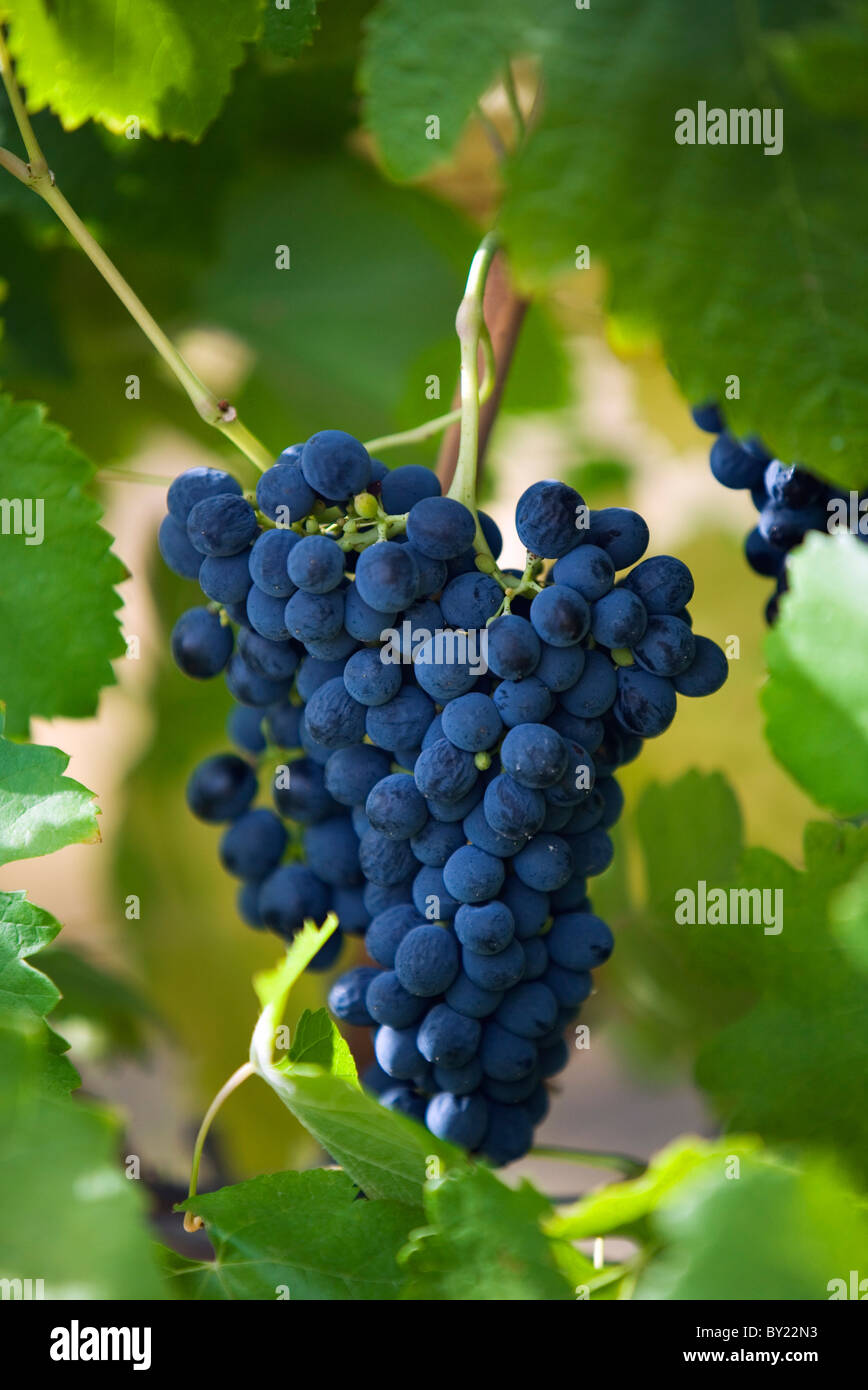 Australia, Western Australia, Swan Valley, Guildford. Shiraz grapes in