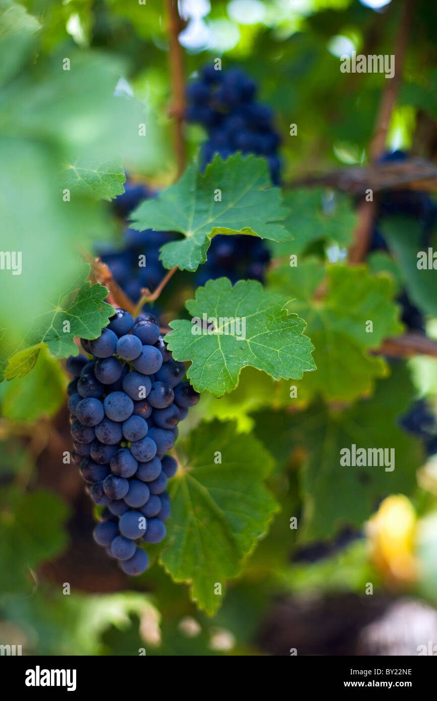 Australia, Western Australia, Margaret River, Wilyabrup.  Shiraz grapes on the vine. Stock Photo