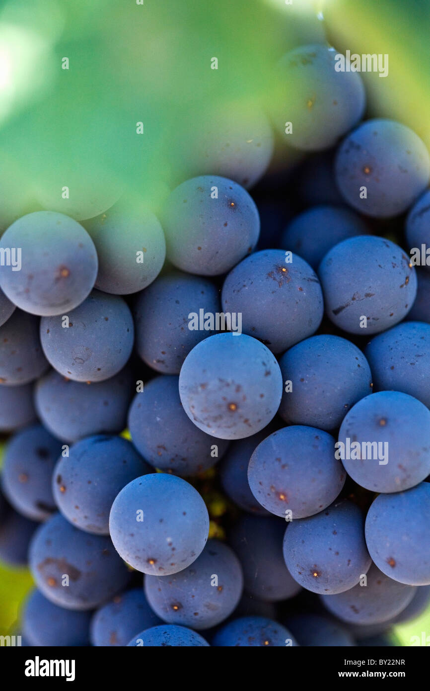 Australia, Western Australia, Margaret River, Wilyabrup.  Cabernet Sauvignon grapes on the vine. Stock Photo