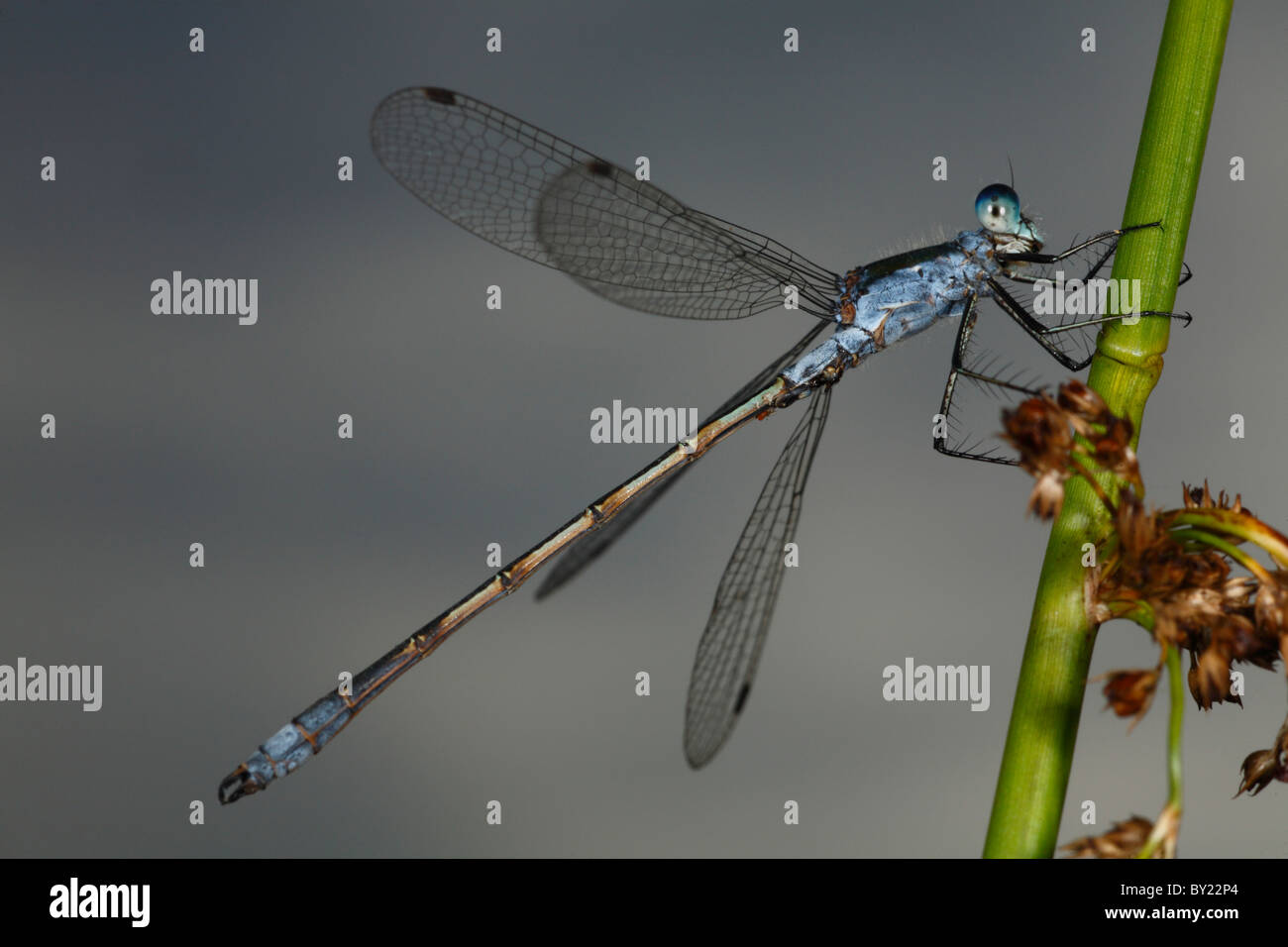 Male Emerald Damselfly (Lestes sponsa), resting on a rush. Powys, Wales ...