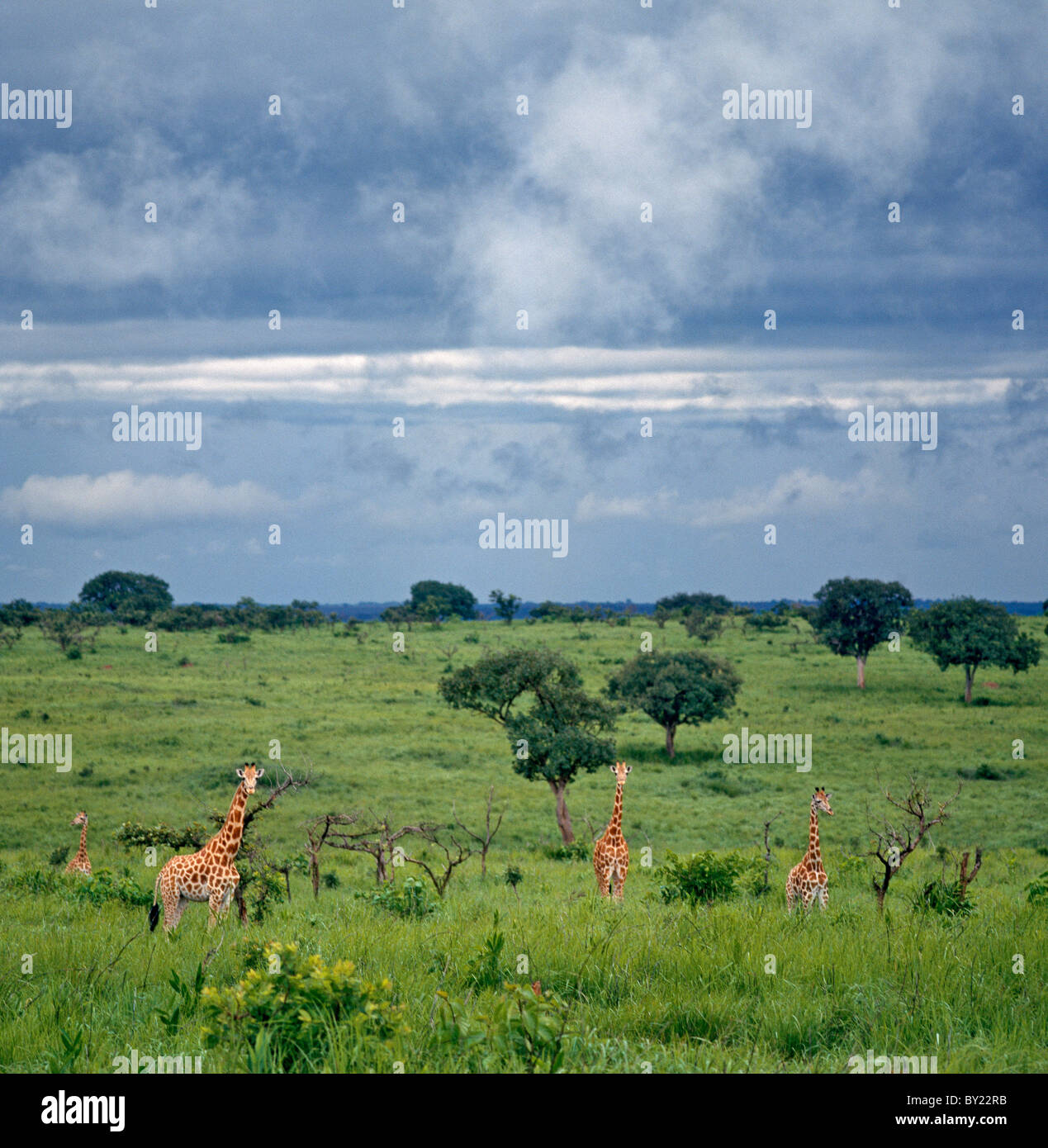 A group of northern savannah giraffes (ssp. Congoensis) in the Garamba National Park. Stock Photo