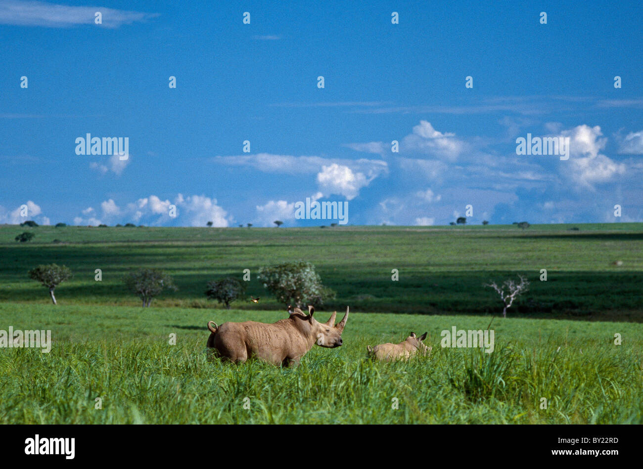 A northern white rhino and its calf in the Garamba National Park of Northern Congo DRC.  This sub-species is critically Stock Photo