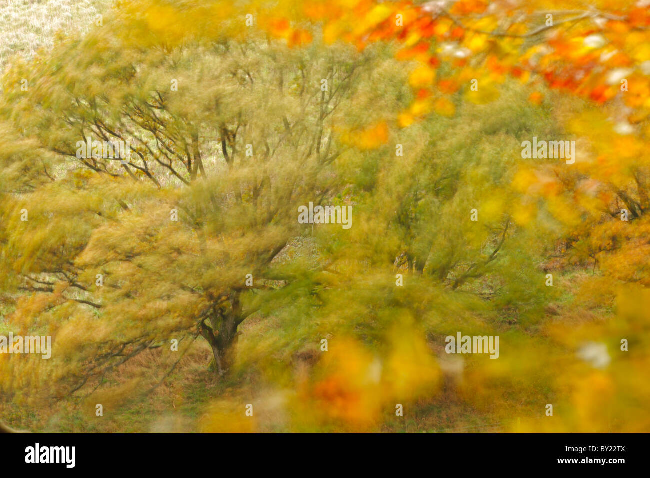 Sessile Oak (Quercus petraea) trees in an Autumn gale. Powys, Wales, UK Stock Photo