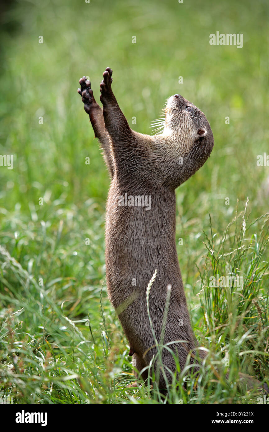 England, Cornwall, Tamar Otter & Wildlife Centre. Asian short-clawed