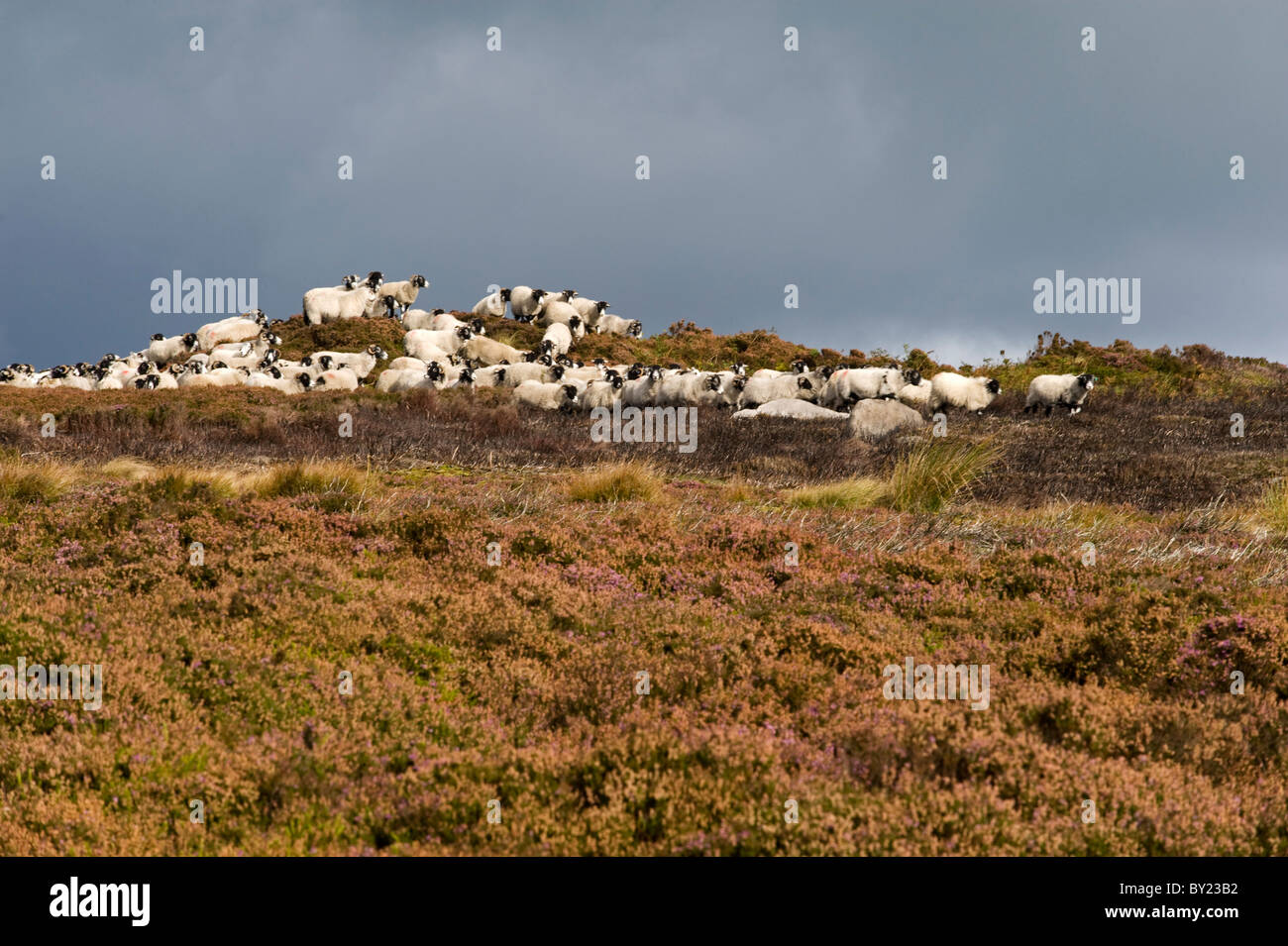 UK; Yorkshire, Bingley and Ilkley Moor.  Sheep skylined amongst the heather on an upland moor. Stock Photo
