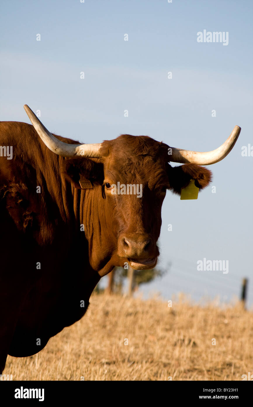 A brown cow with horns staring at the camera, against a blue sky Stock ...