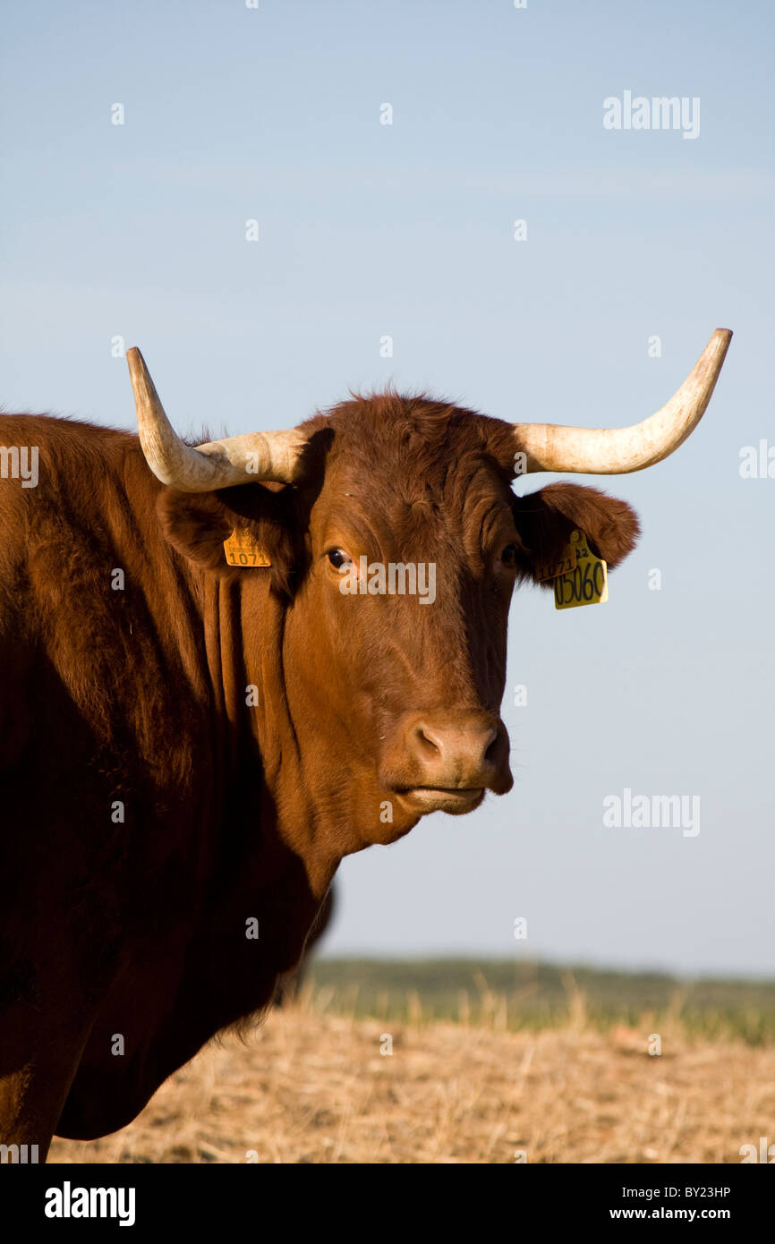 A brown cow with horns staring at the camera, against a blue sky Stock ...