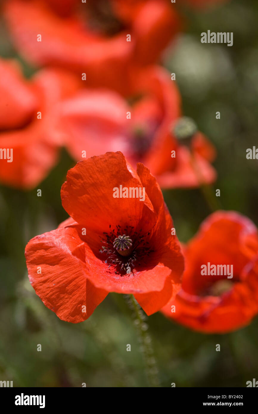 Red alpine poppy hi-res stock photography and images - Alamy