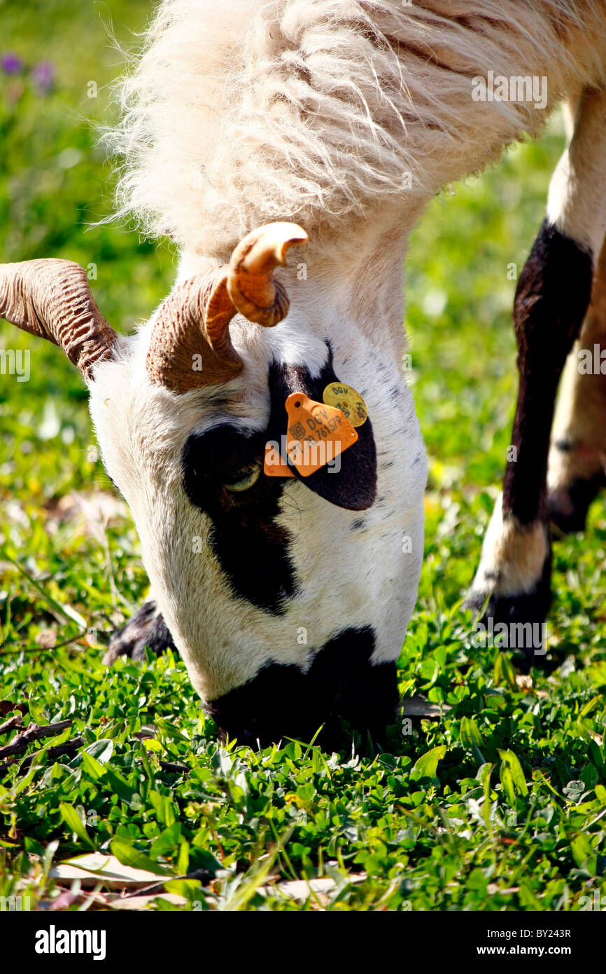 Ram Eating High Resolution Stock Photography and Images - Alamy