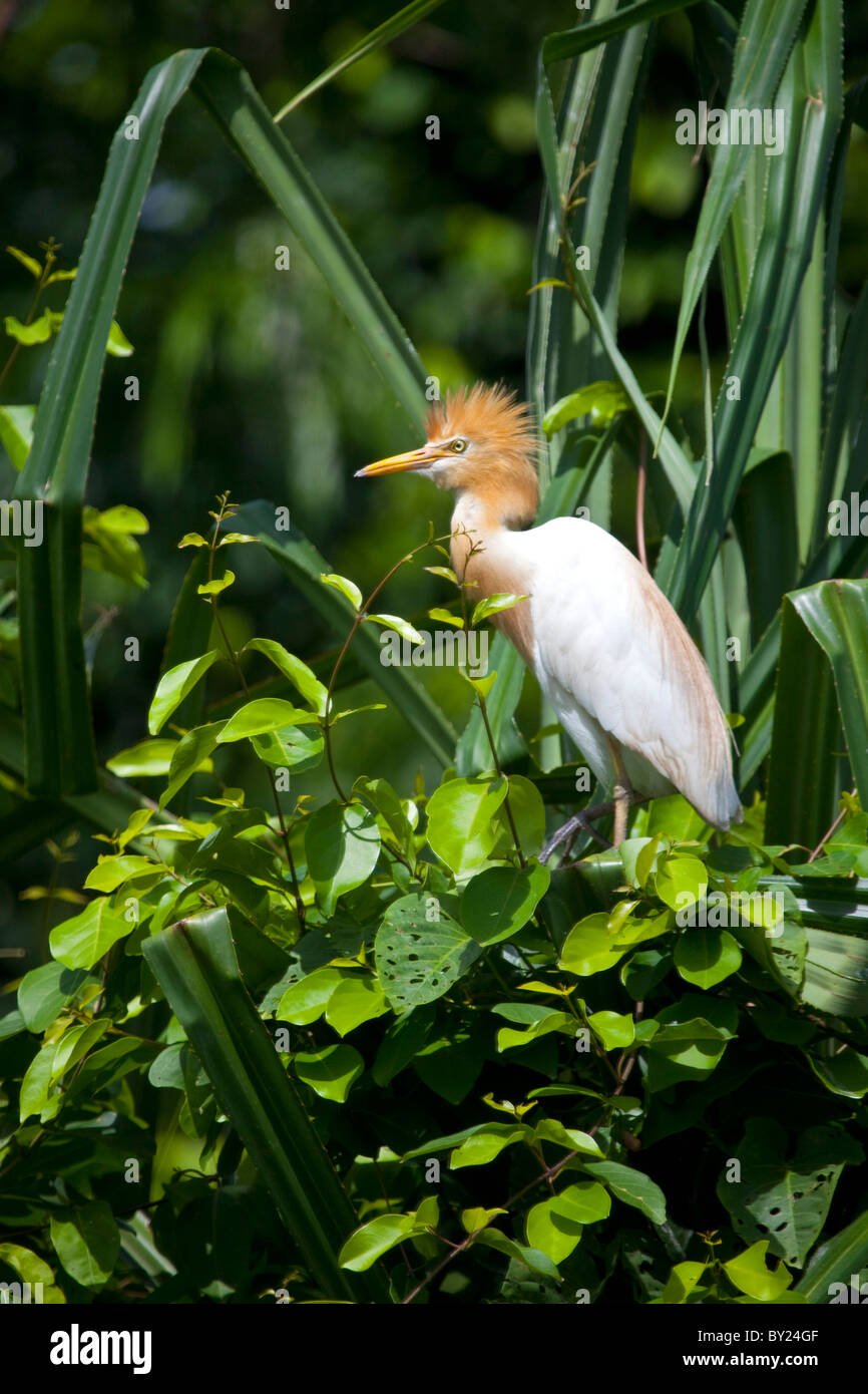 India, Ranganathittu Bird Sanctuary. A cattle egret in breeding plumage. Stock Photo