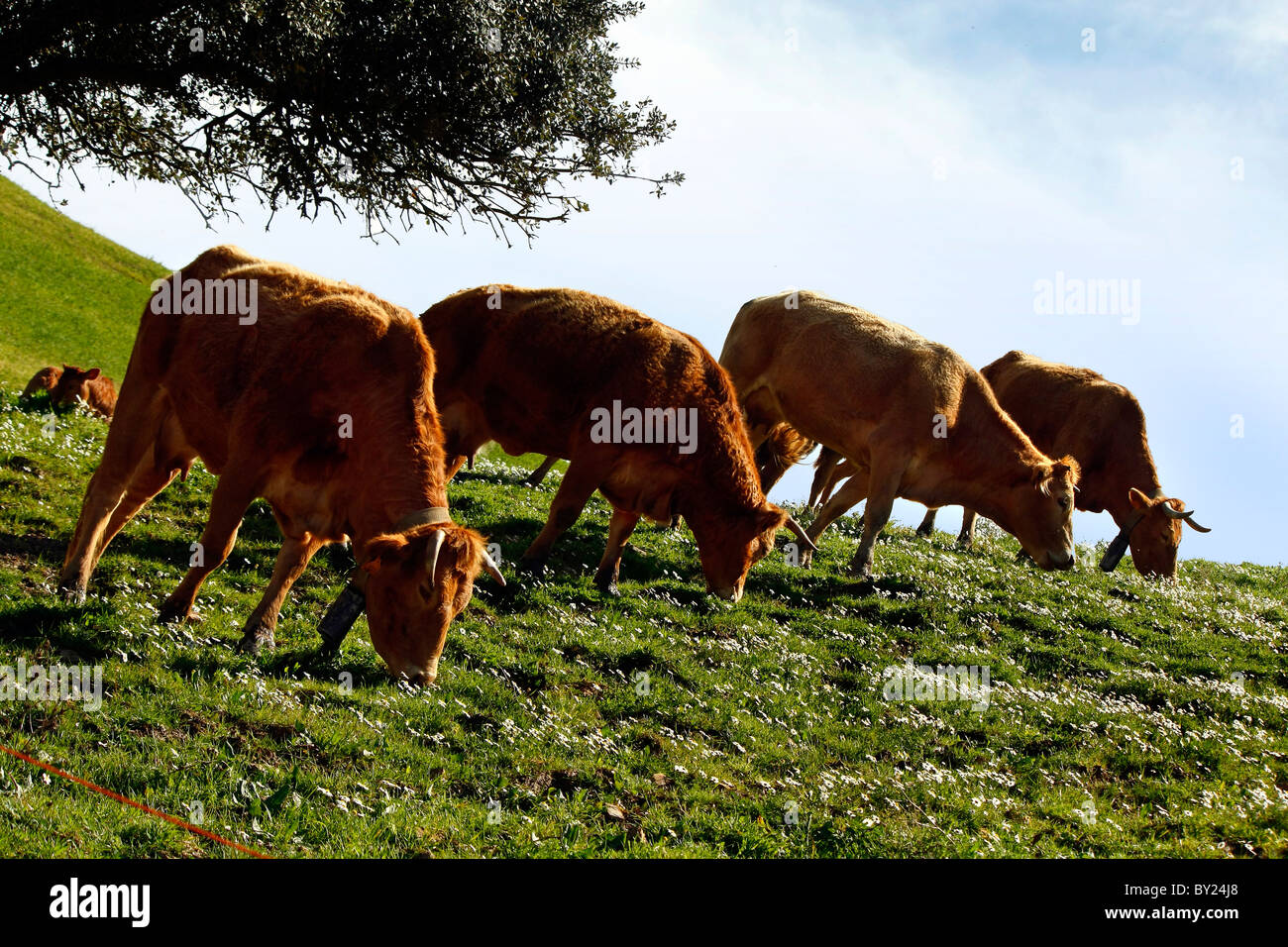 Group of brown cows on the green hills Stock Photo - Alamy