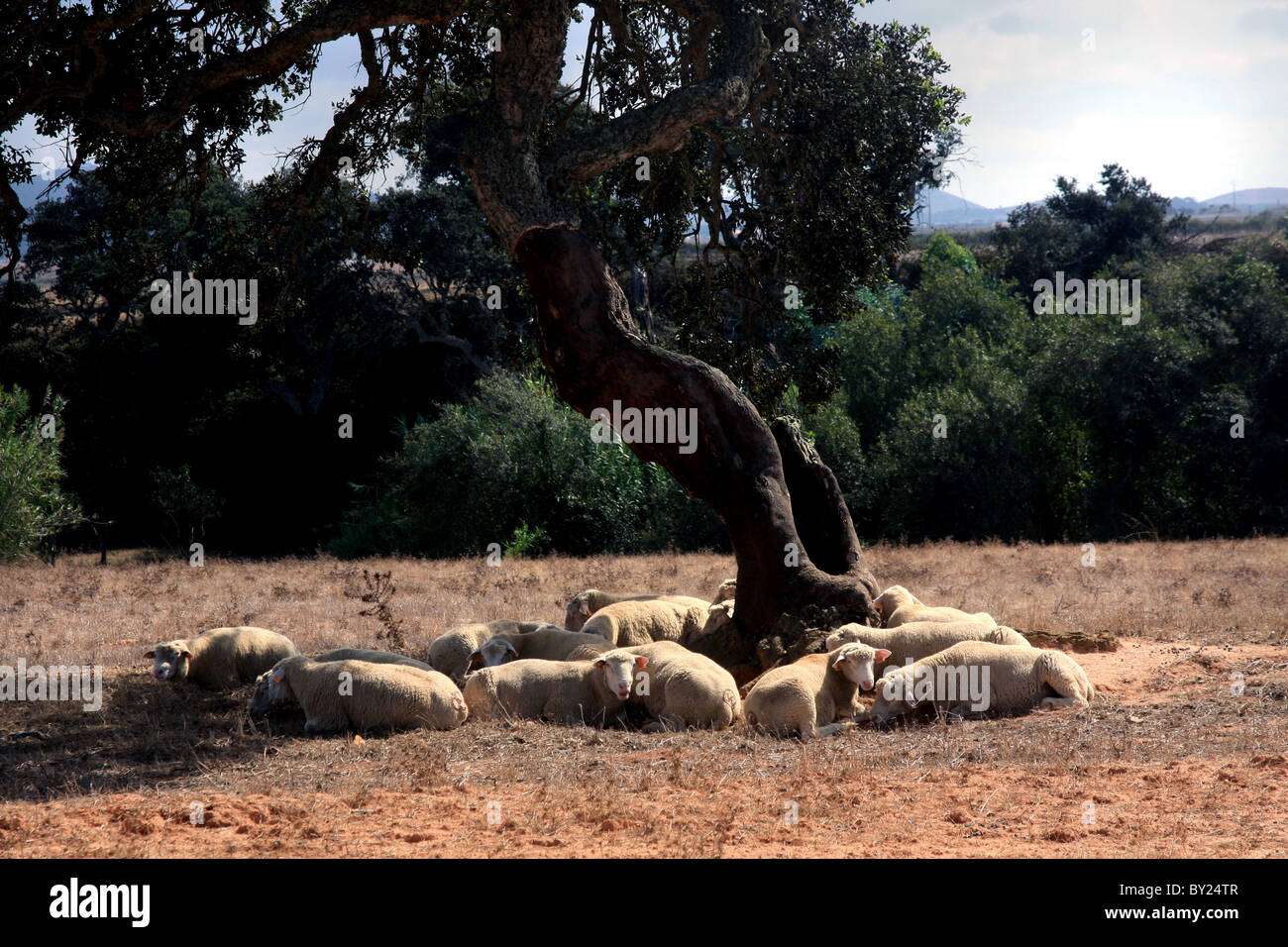 View of a group of sheep sleeping in the shade. Stock Photo