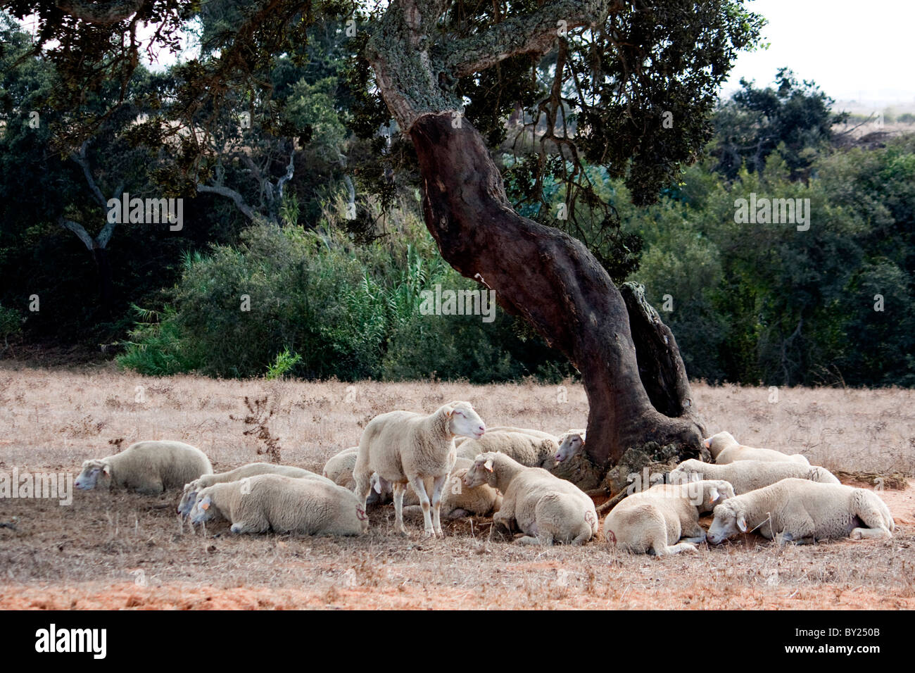 View of several sheep sleeping under a tree. Stock Photo