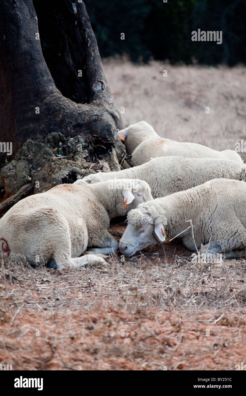 View of a group of sheep sleeping in the shade. Stock Photo
