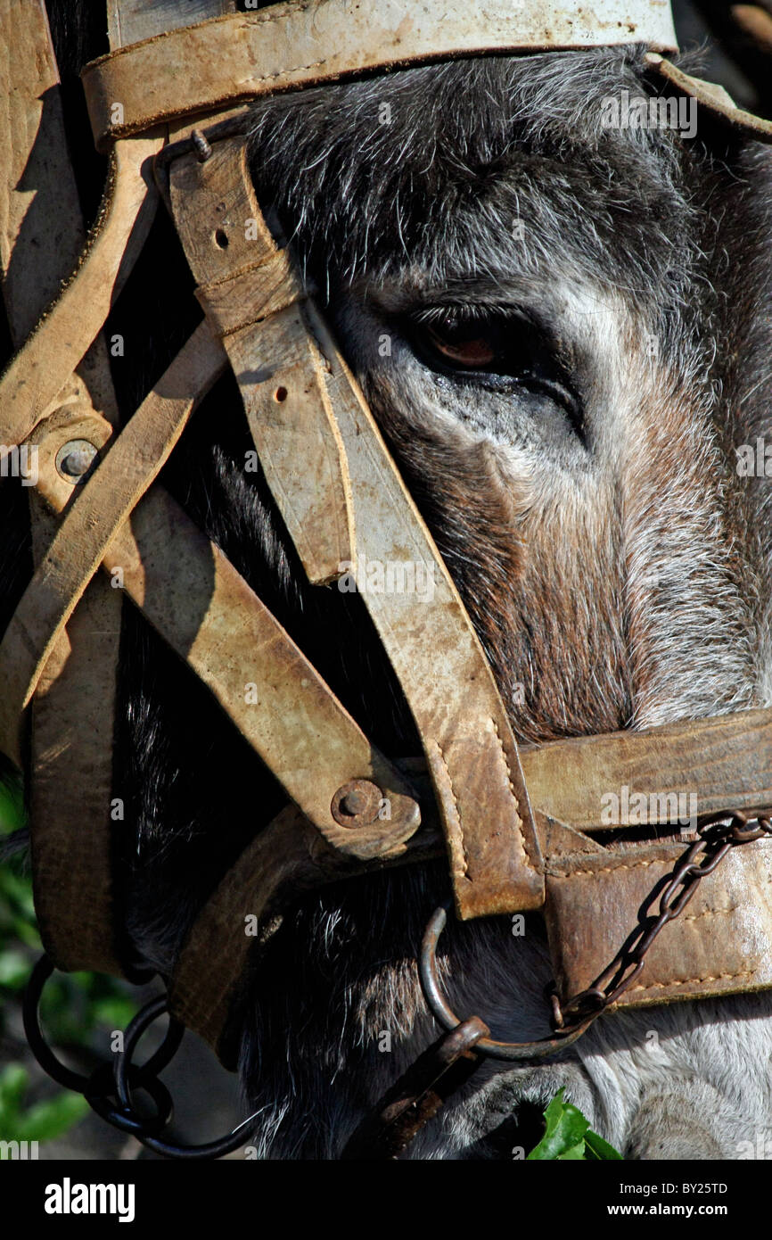 Closeup view of a donkey's head with Stock Photo Alamy
