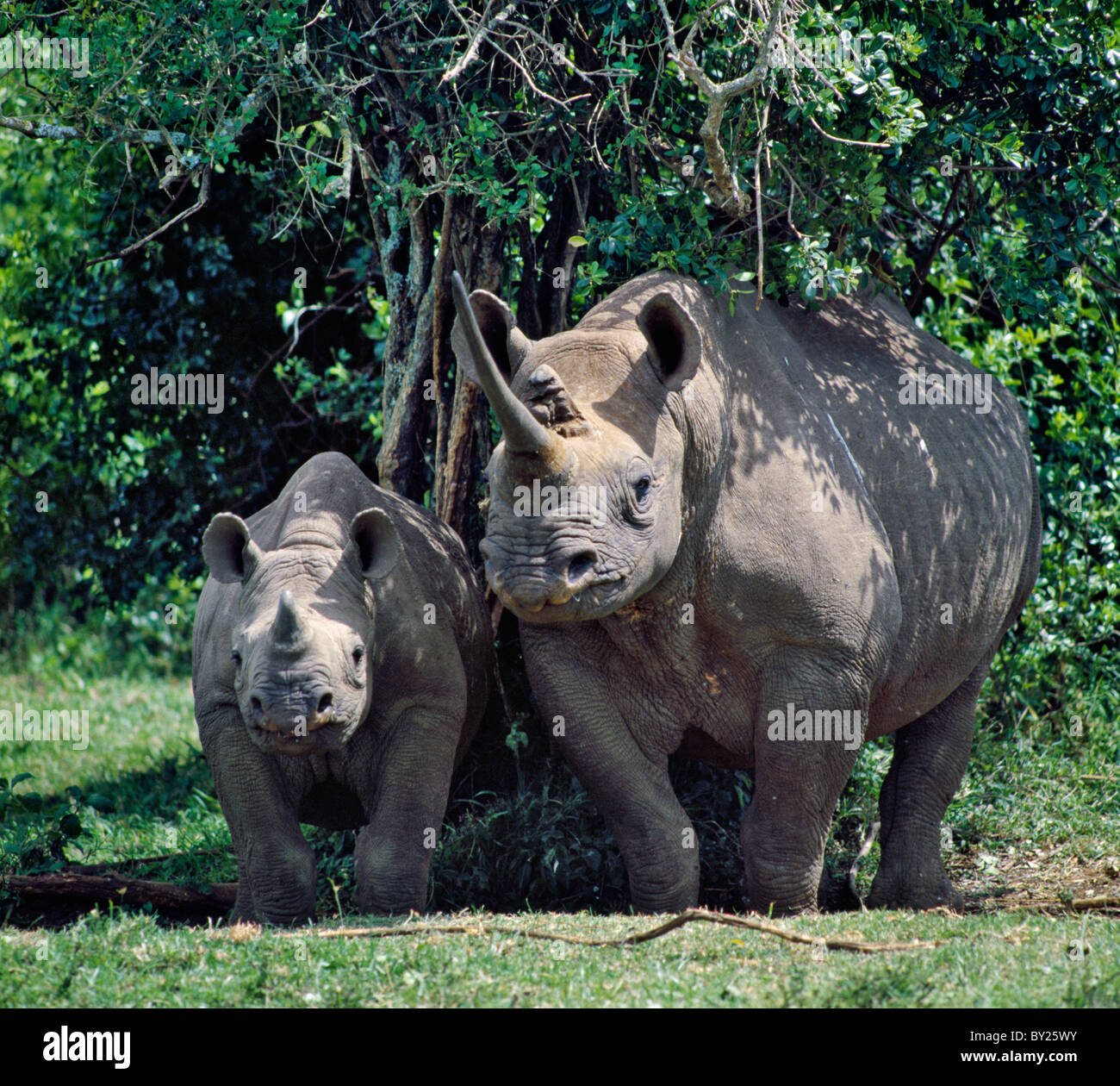A black rhino and calf in the Aberdare Natrional Park. Stock Photo