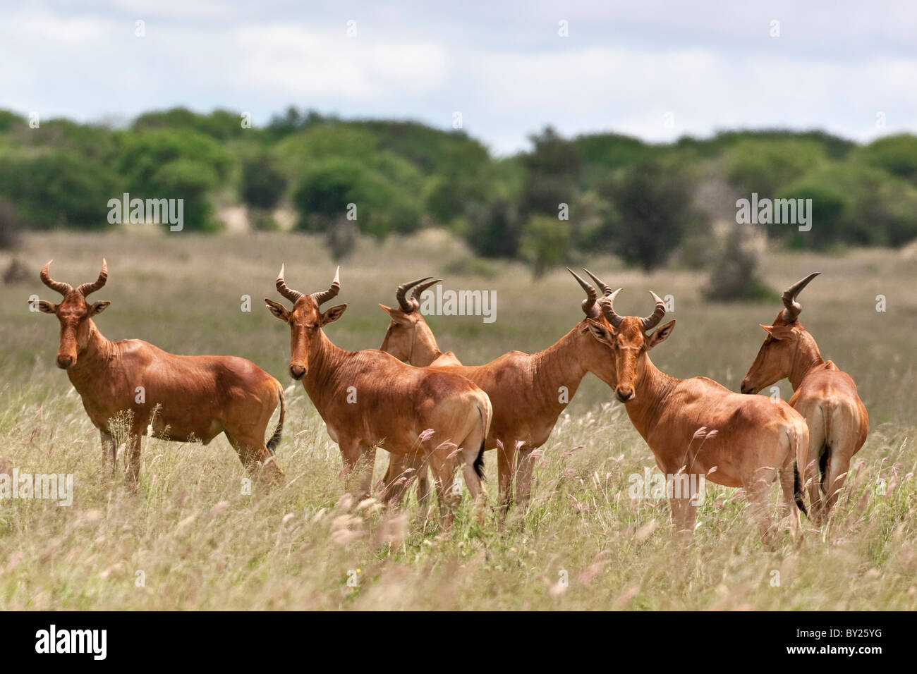 A small herd of Kongoni in Kenya  s Tsavo West National Park. Stock Photo