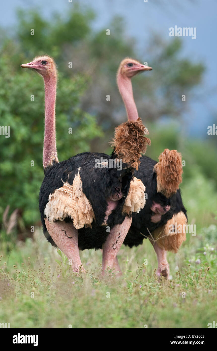 Two male Maasai ostriches in breeding plumage in Kenya  s Tsavo West National Park. Stock Photo