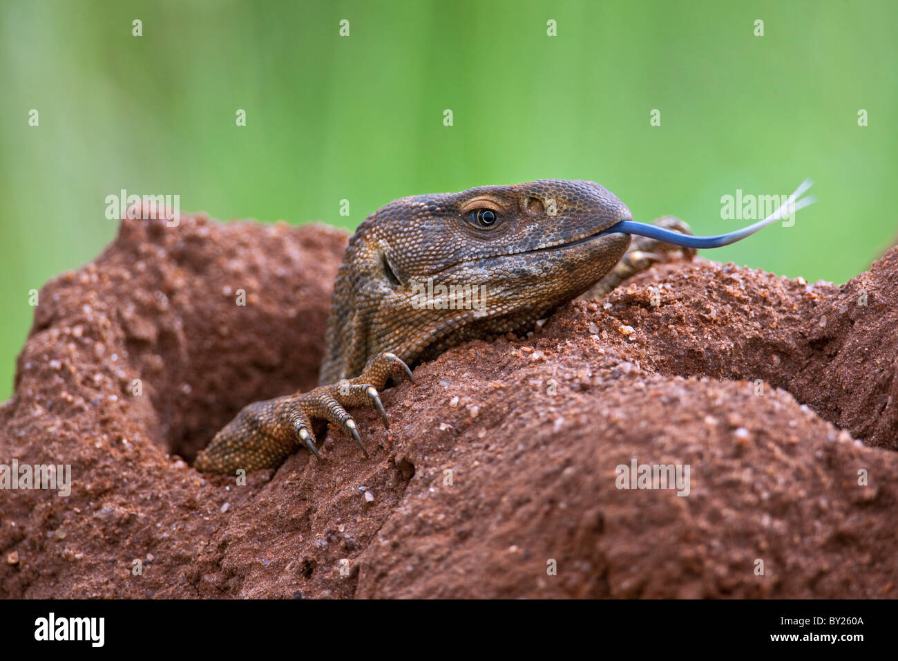 A white-throated savanna monitor lizard flicks out its long blue forked