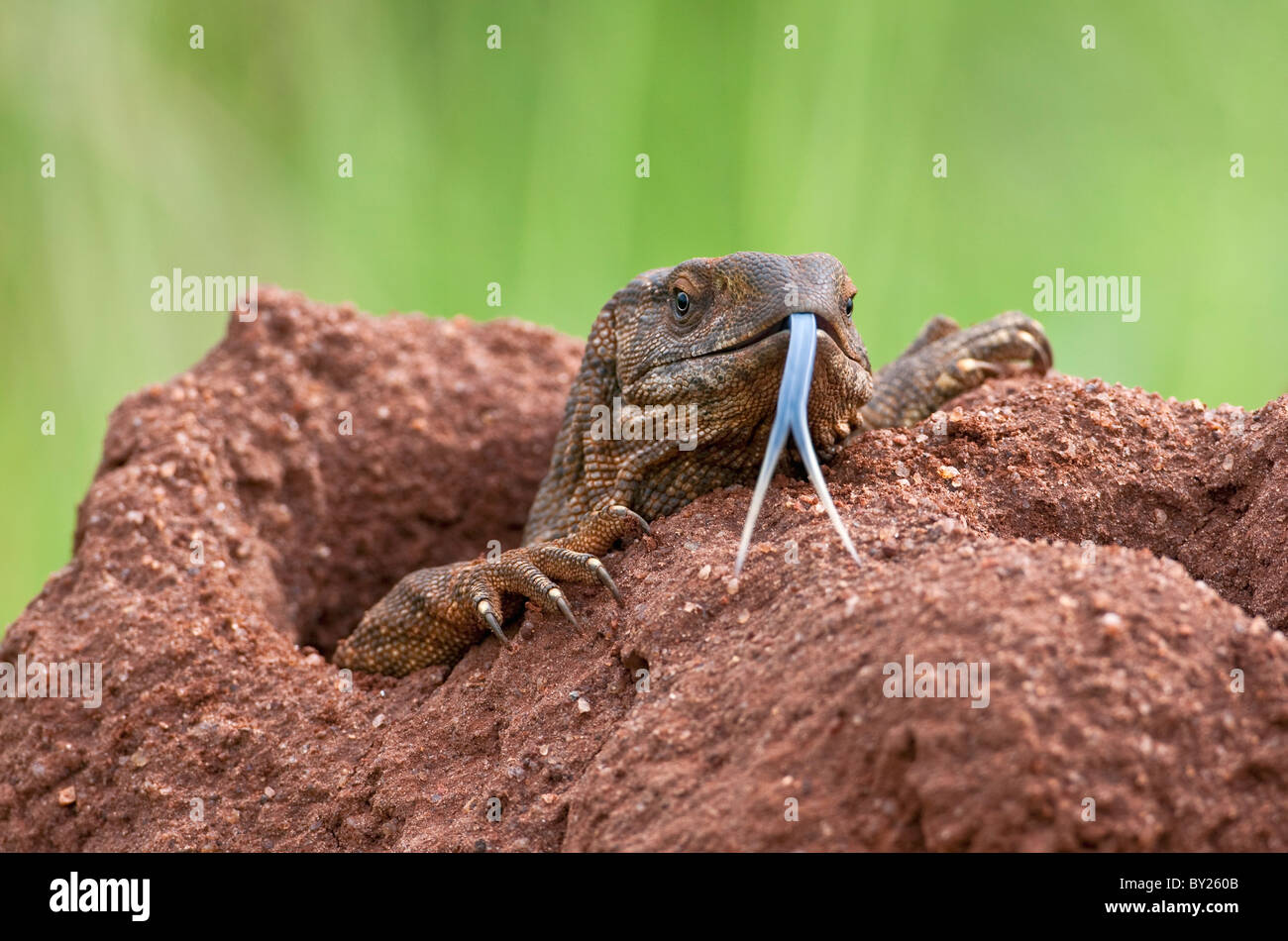 Tsavo West National Park. A white-throated savanna monitor lizard flicks out its long blue forked tongue. Its home is an old Stock Photo