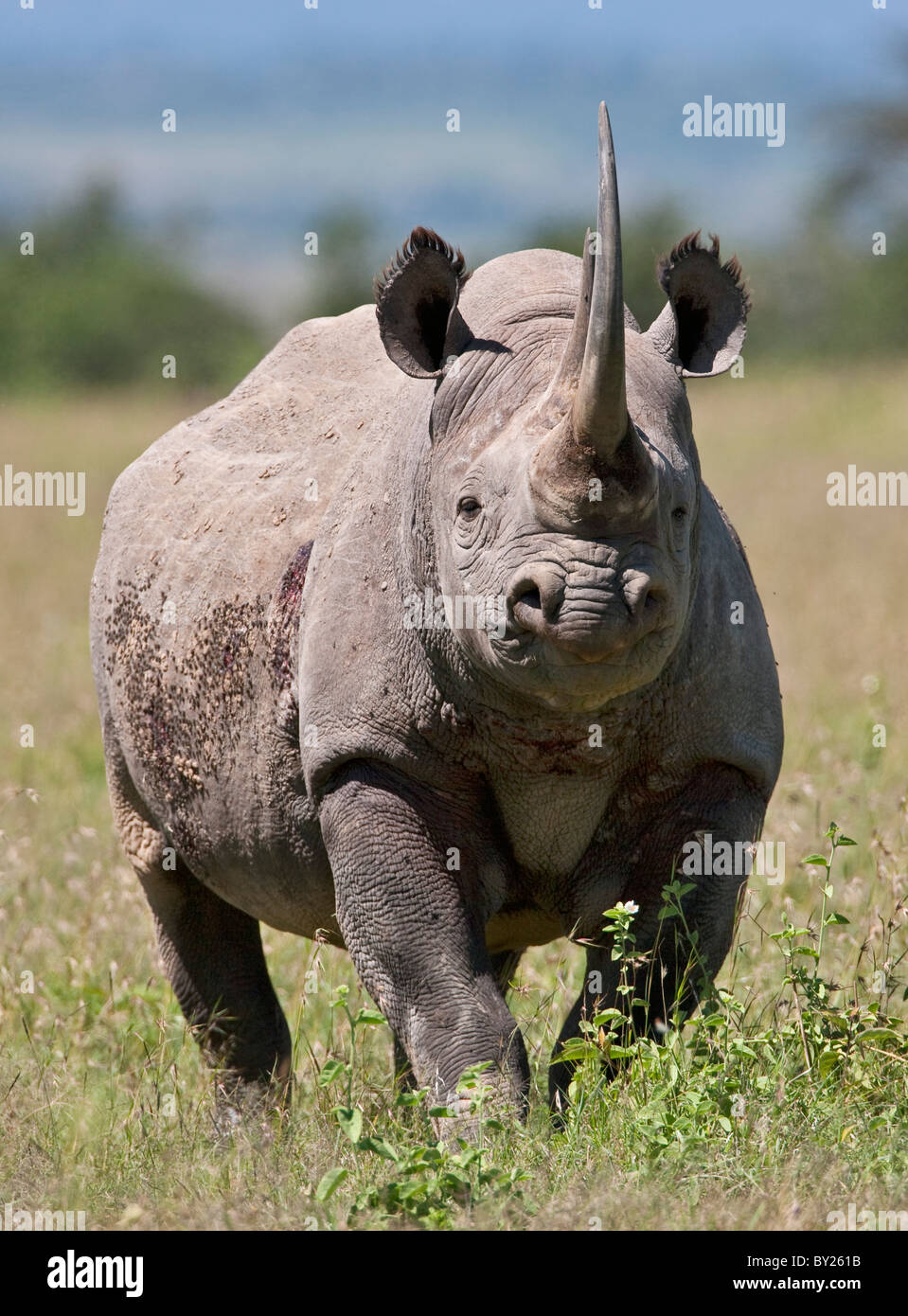An alert black rhino. Mweiga, Solio, Kenya Stock Photo