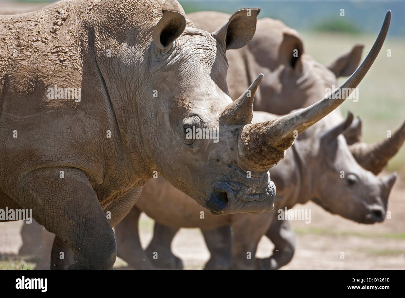 A family of White Rhinos, the female with a massive horn. Mweiga, Solio, Kenya Stock Photo