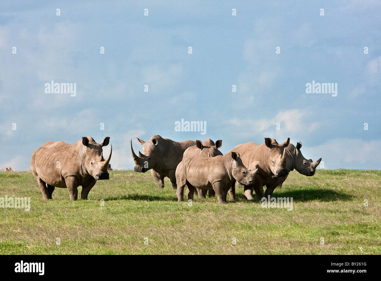 White Rhinos grazing on open plains at Solio Game Ranch. Mweiga, Solio, Kenya Stock Photo