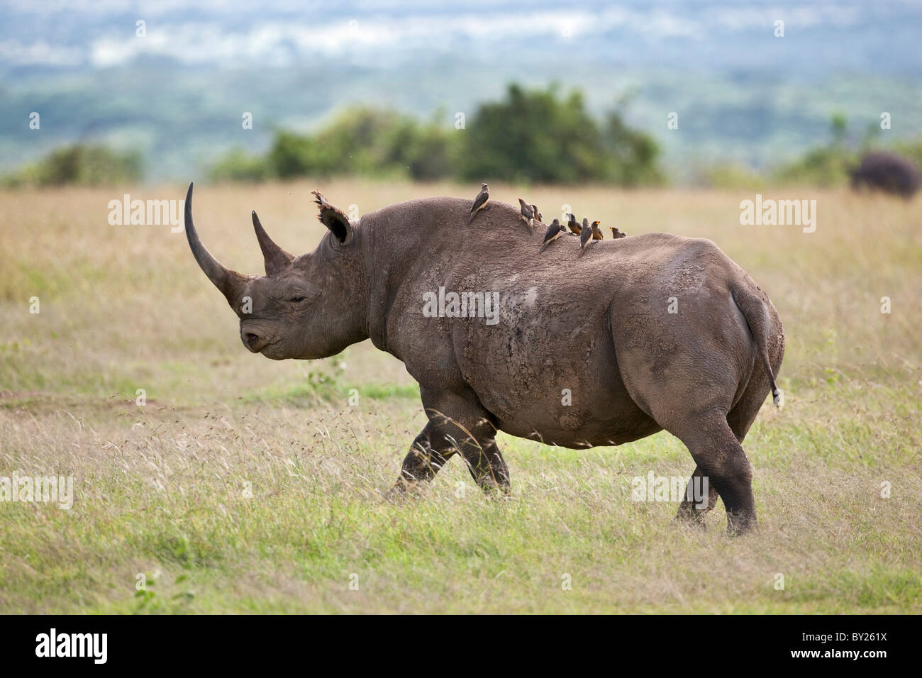 Yellow-billed Oxpeckers ride on the back of a black rhino. Mweiga, Solio, Kenya Stock Photo