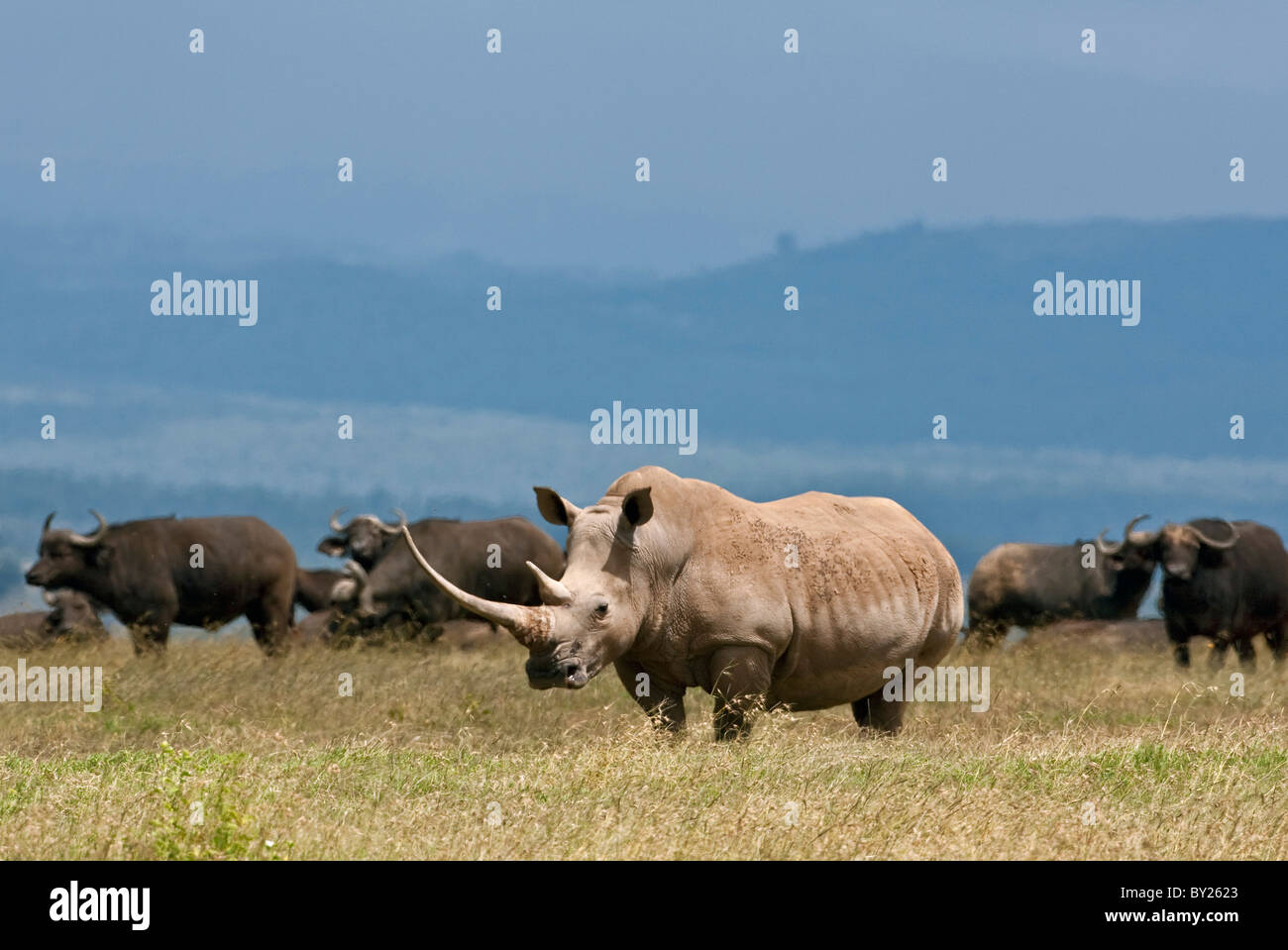 A white rhino with a very long horn grazing with a herd of buffaloes. Mweiga, Solio, Kenya Stock Photo