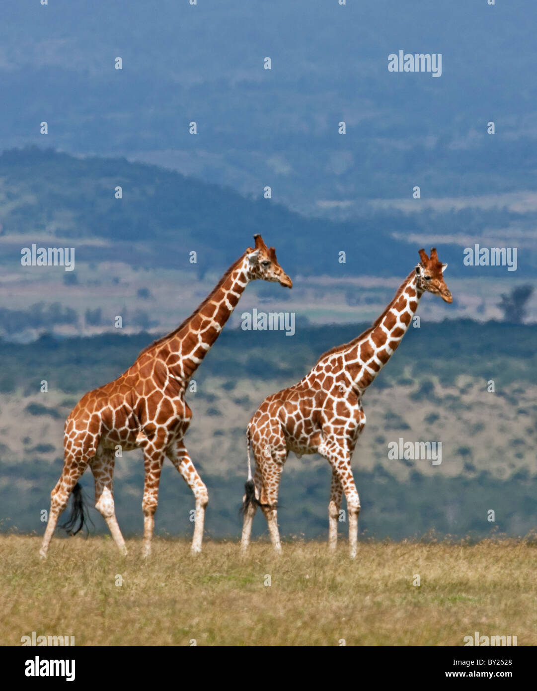 Reticulated giraffes. Mweiga, Solio, Kenya Stock Photo