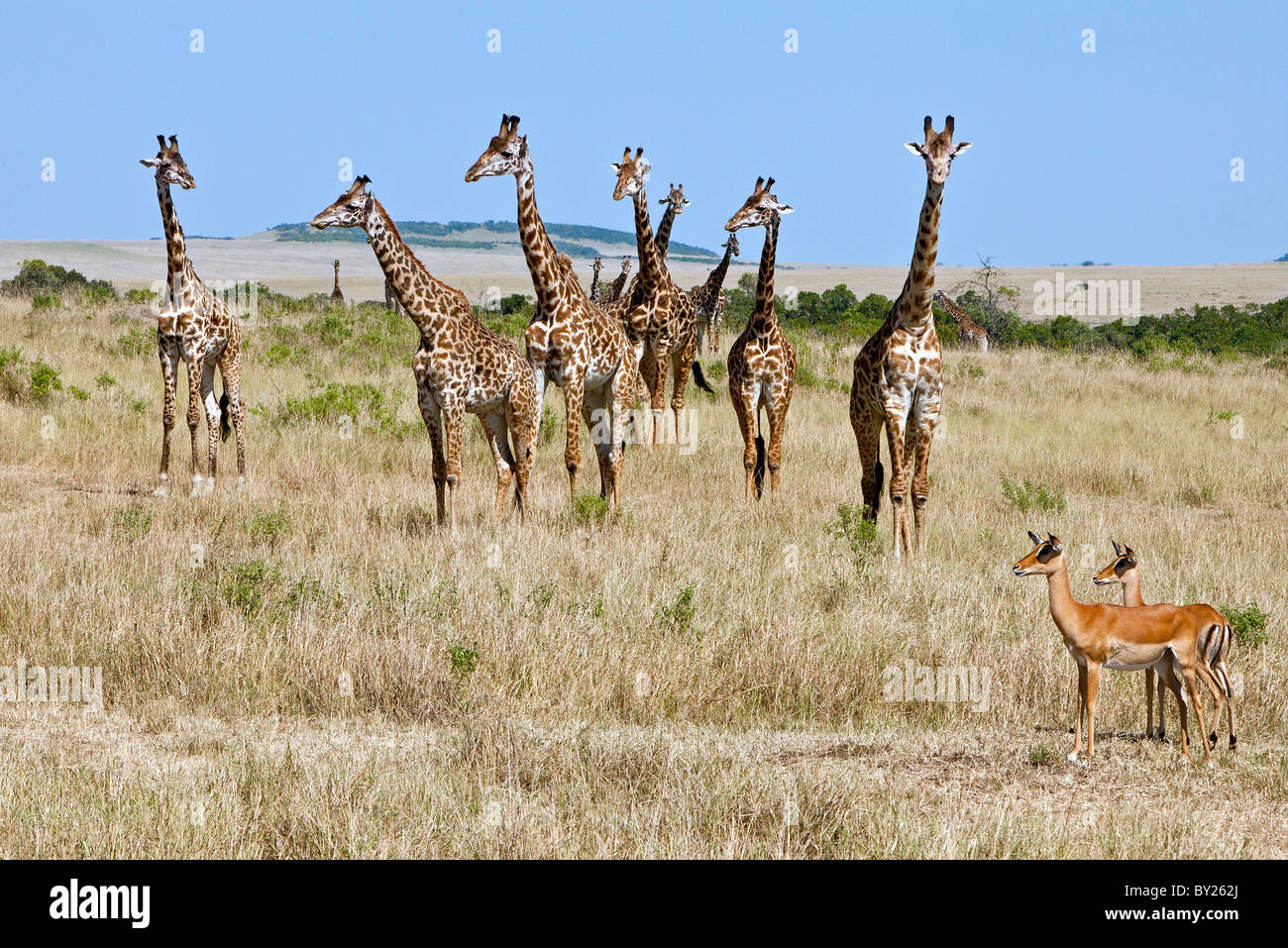 Two female impalas are dwarfed by Maasai giraffes on the plains of the Masai Mara National Reserve. Stock Photo