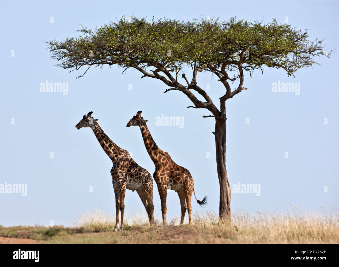 Two Maasai giraffes shade themselves beneath a Balanites tree on the plains of the Masai Mara National Reserve. Stock Photo