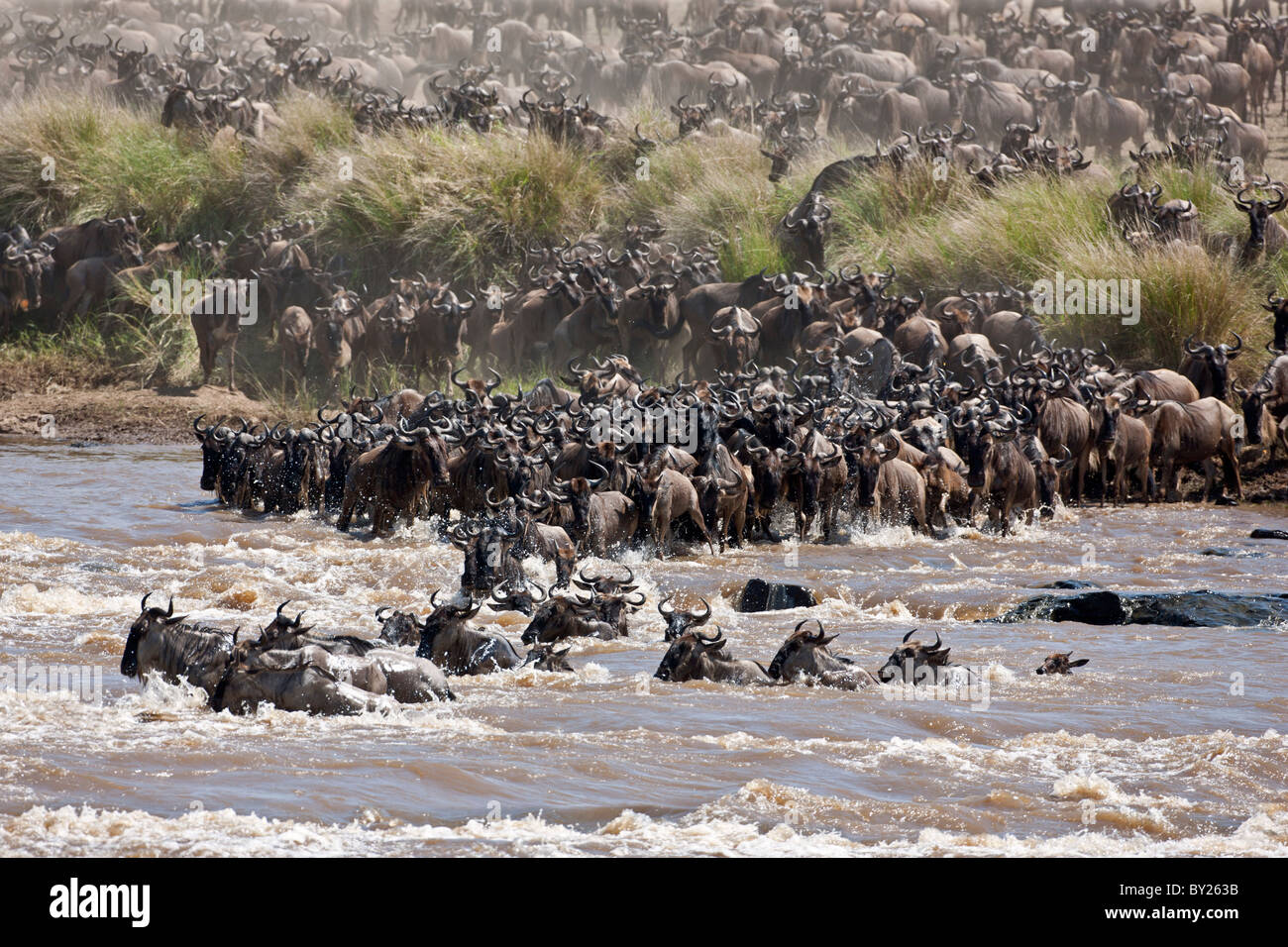 Wildebeest massing to cross the Mara River during their annual migration from the Serengeti National Park in Northern Tanzania Stock Photo