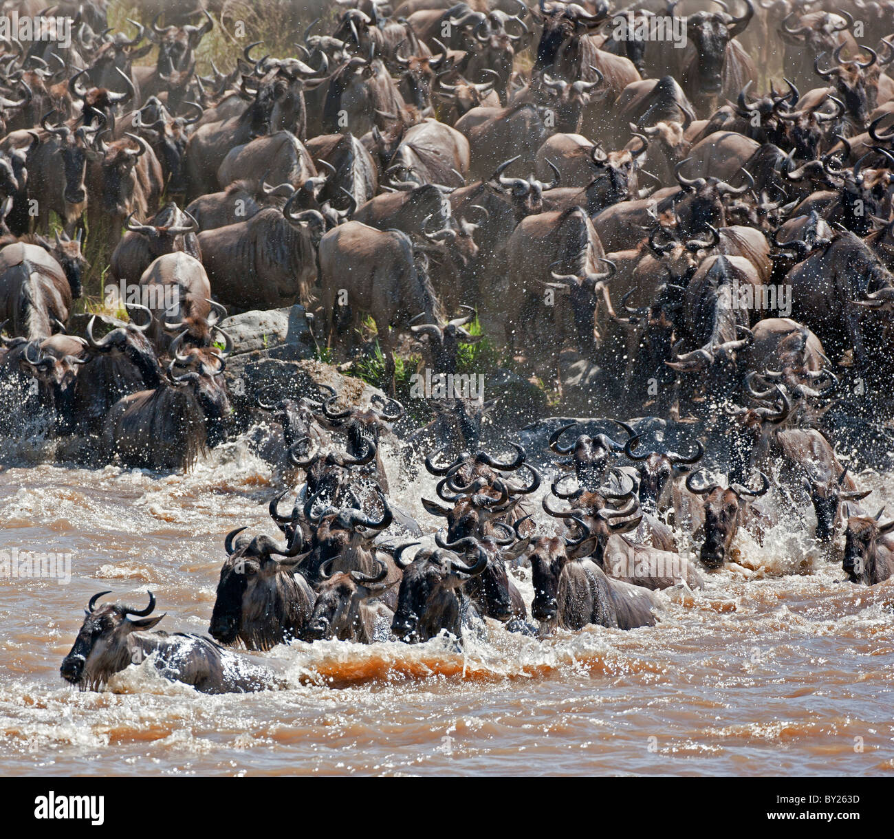 Wildebeest crossing the Mara River during their annual migration from the Serengeti National Park in Northern Tanzania to the Stock Photo