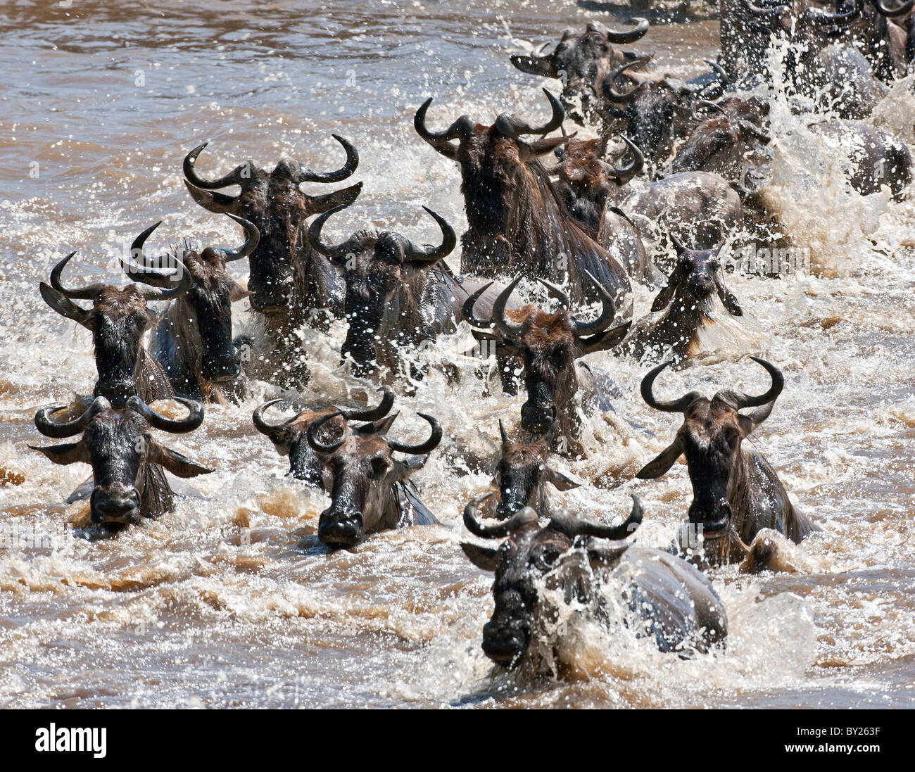 Wildebeest crossing the Mara River during their annual migration from the Serengeti National Park in Northern Tanzania to the Stock Photo