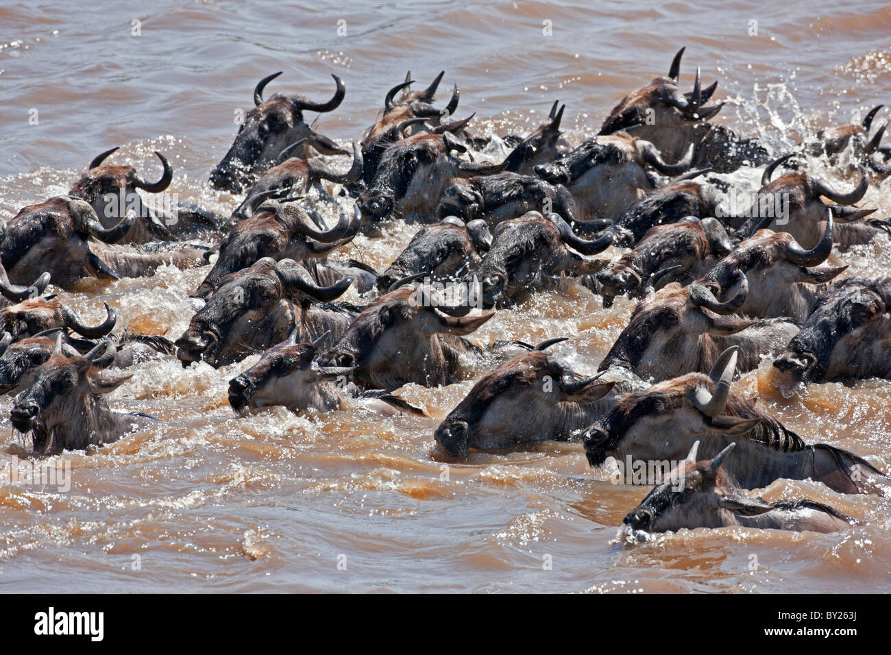 Wildebeest swimming across the Mara River during their annual migration from the Serengeti National Park in Northern Tanzania Stock Photo