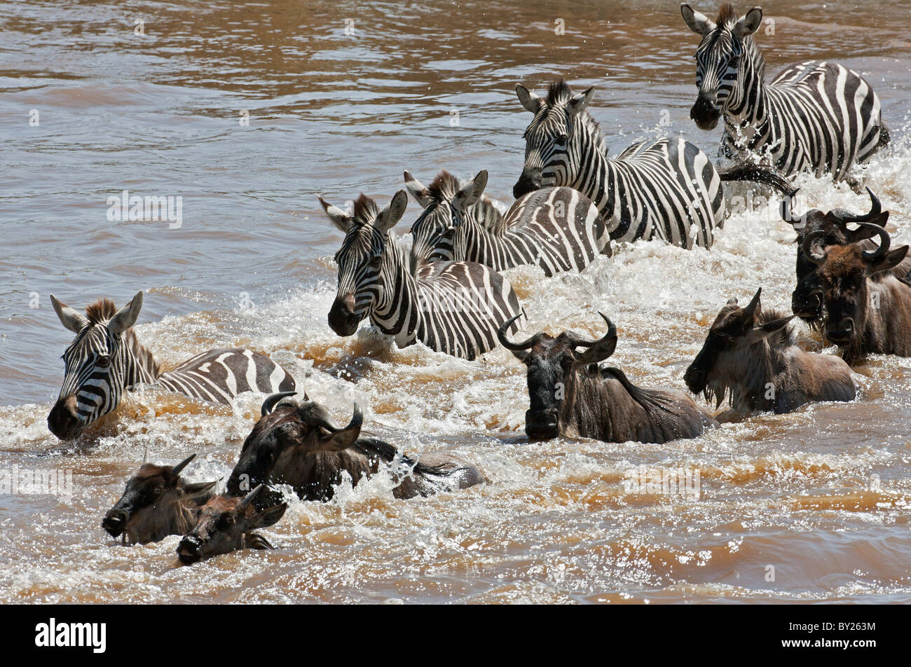 Wildebeest and Zebra crossing the Mara River during the annual Wildebeest migration from the Serengeti National Park in Stock Photo