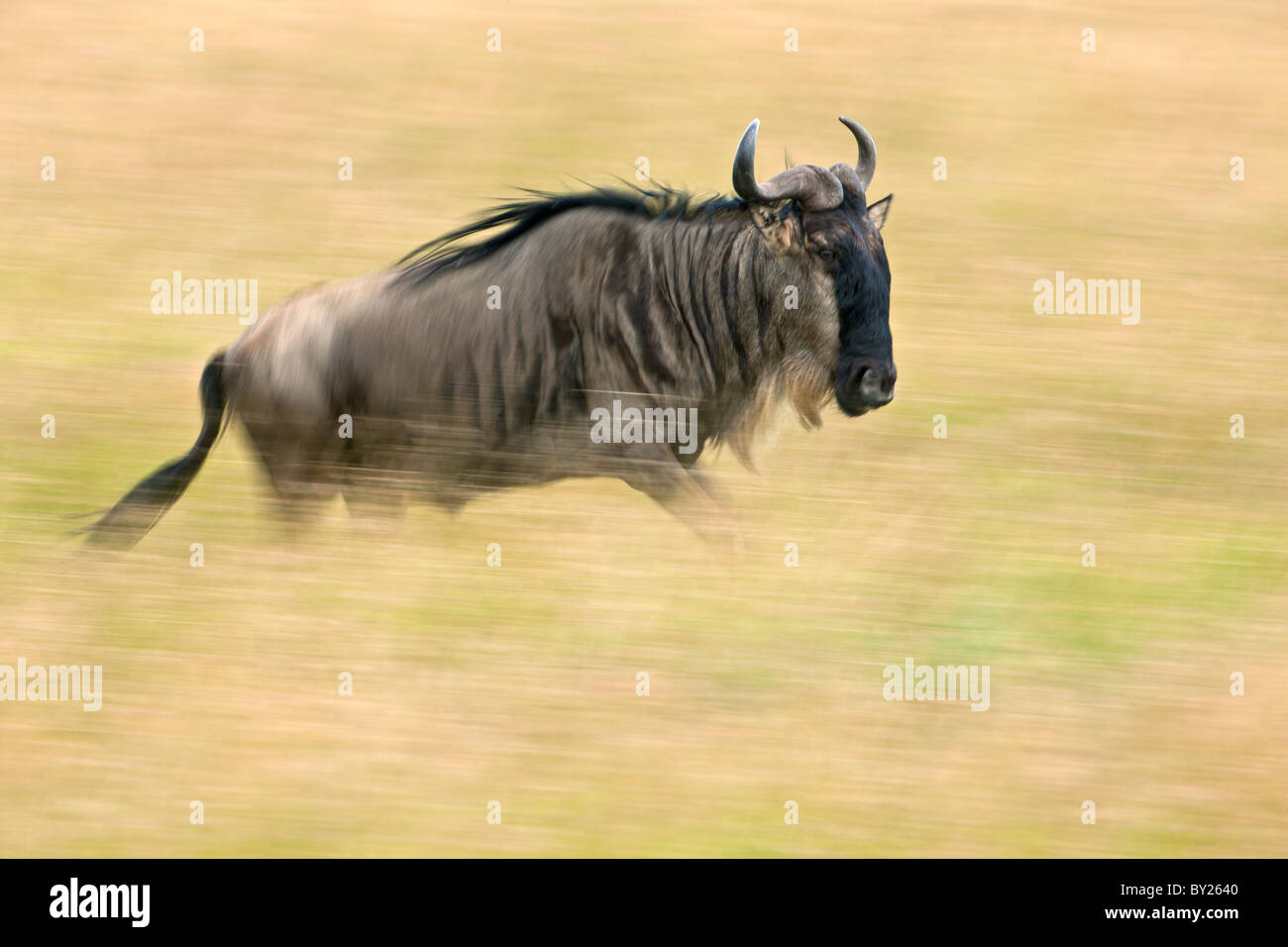 A wildebeest running through golden grass on the Mara plains during the annual Wildebeest migration from the Serengeti National Stock Photo