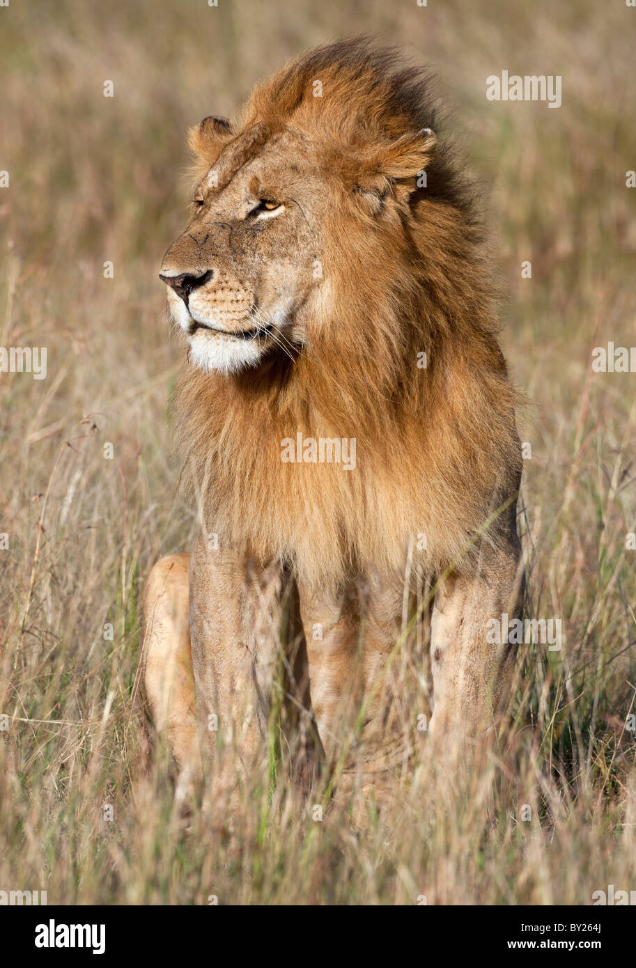 A fine specimen of a lion on the Mara Plains. Masai Mara National Reserve Stock Photo
