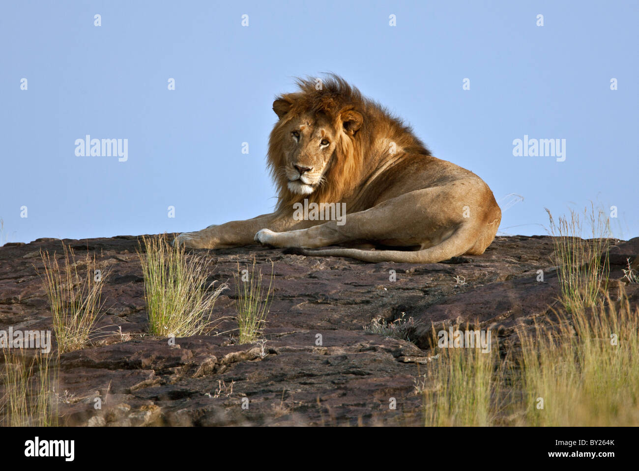 A magnificent lion resting on a large boulder on the Mara Plains. Masai Mara National Reserve Stock Photo