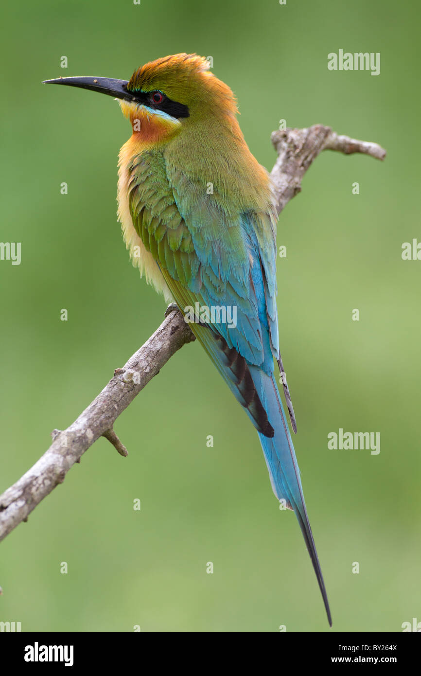 Blue Tailed Bee Eater - Merops philippinus (very sharp detailed image taken with a Canon 500mm f4 L IS lens and Canon 7D DSLR) Stock Photo