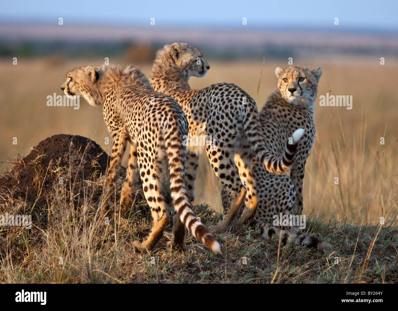 Three semi-grown cheetah cubs in early morning sunlight. Masai Mara National Reserve Stock Photo